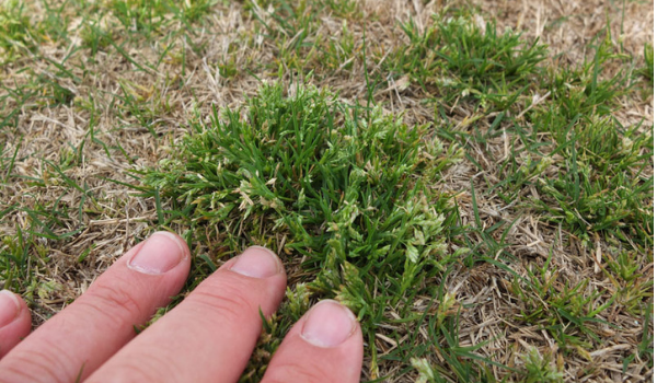Close up of poa annua grass.